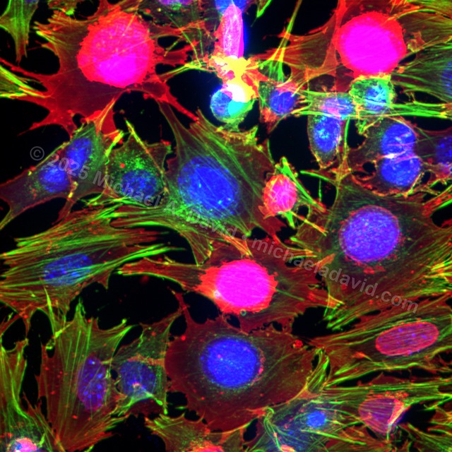 science_Splash of Pollock Color-2019.jpg